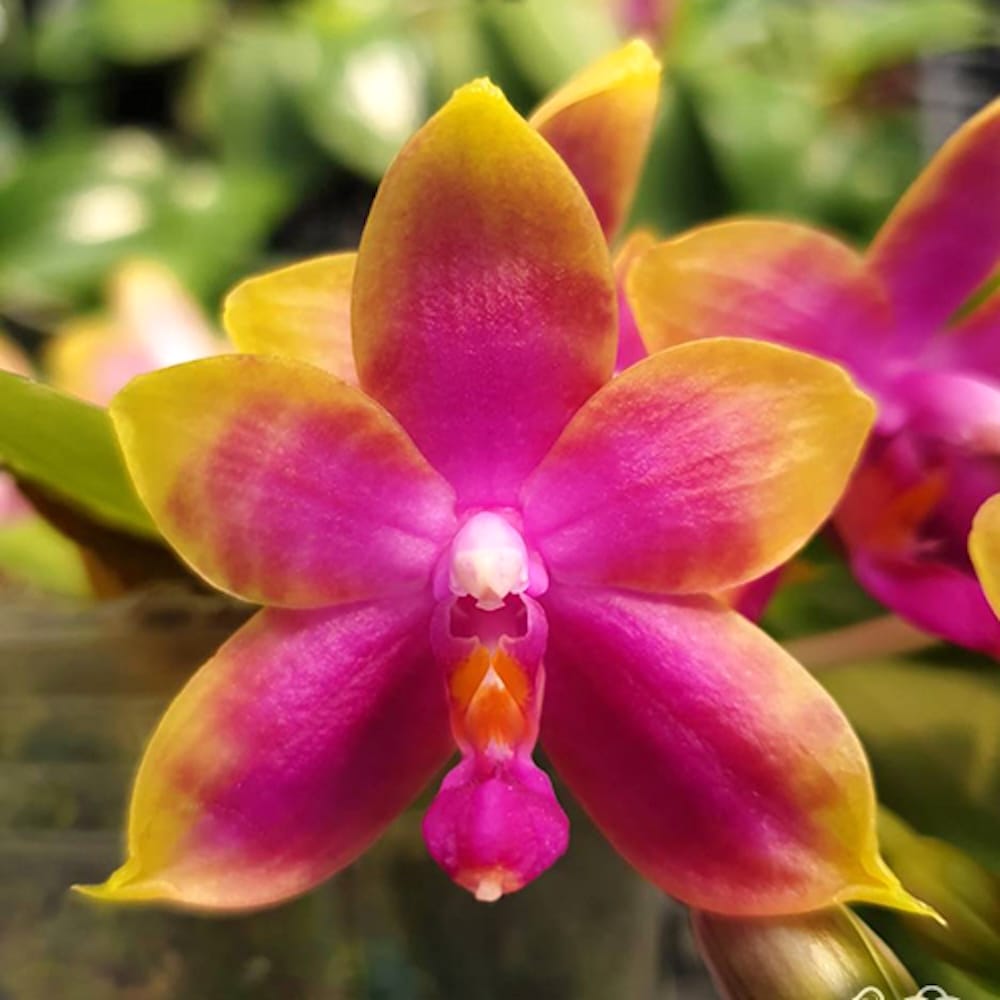 Phalaenopsis Princess Kaiulani
