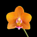 Phalaenopsis Pumpkin Mont Blanc