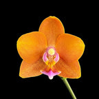 Phalaenopsis Pumpkin Mont Blanc