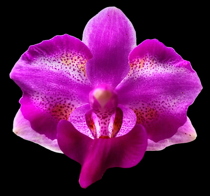 Phalaenopsis Purple Gem 'Miki Leopard'