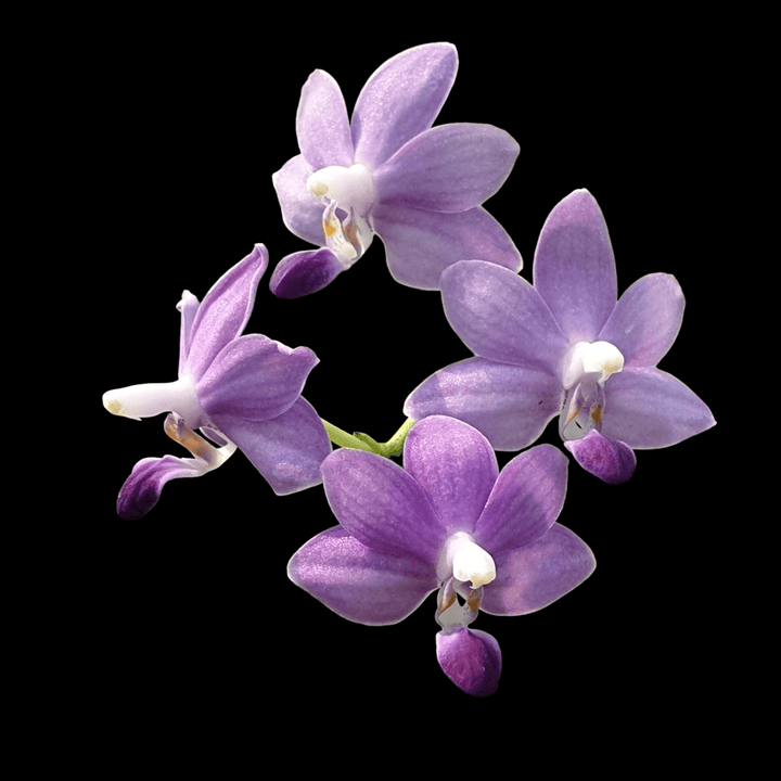 Phalaenopsis Purple Martin var. blue