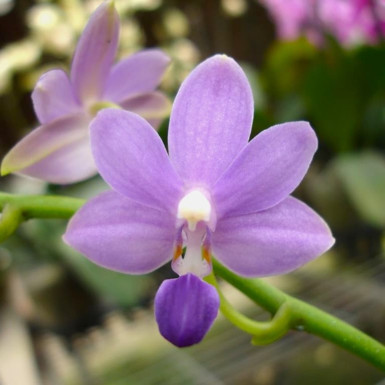 Phalaenopsis Purple Martin var. blue