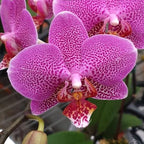Phalaenopsis Shyang Fa Pink Pearl