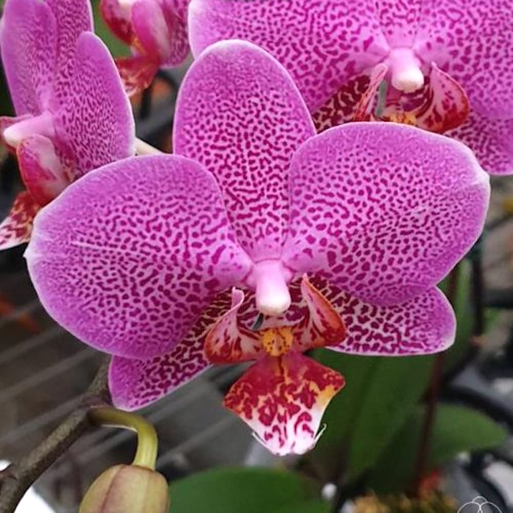Phalaenopsis Shyang Fa Pink Pearl
