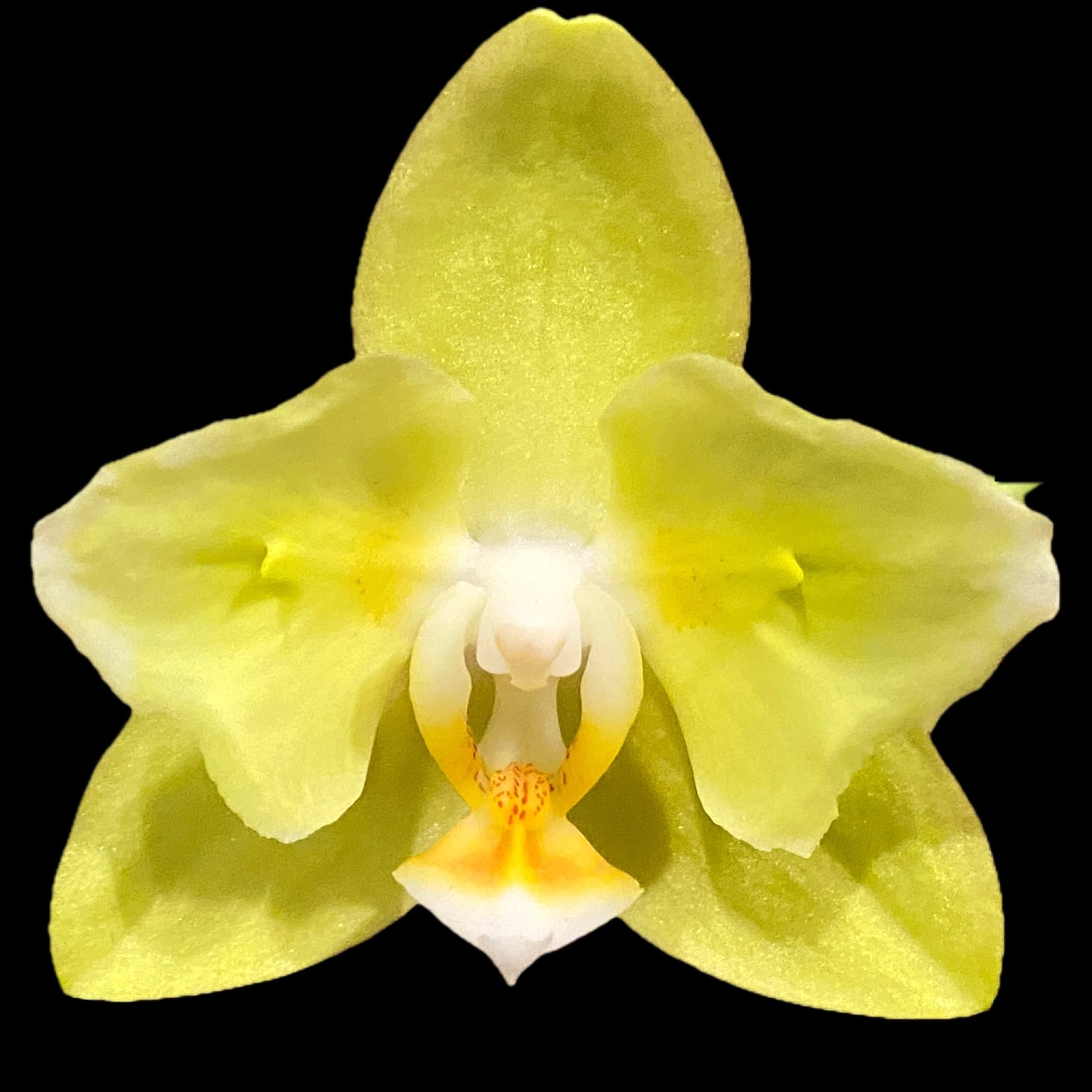 Phalaenopsis Sogo Meili (peloric - butterfly)