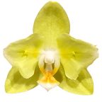 Phalaenopsis Sogo Meili (peloric - butterfly)