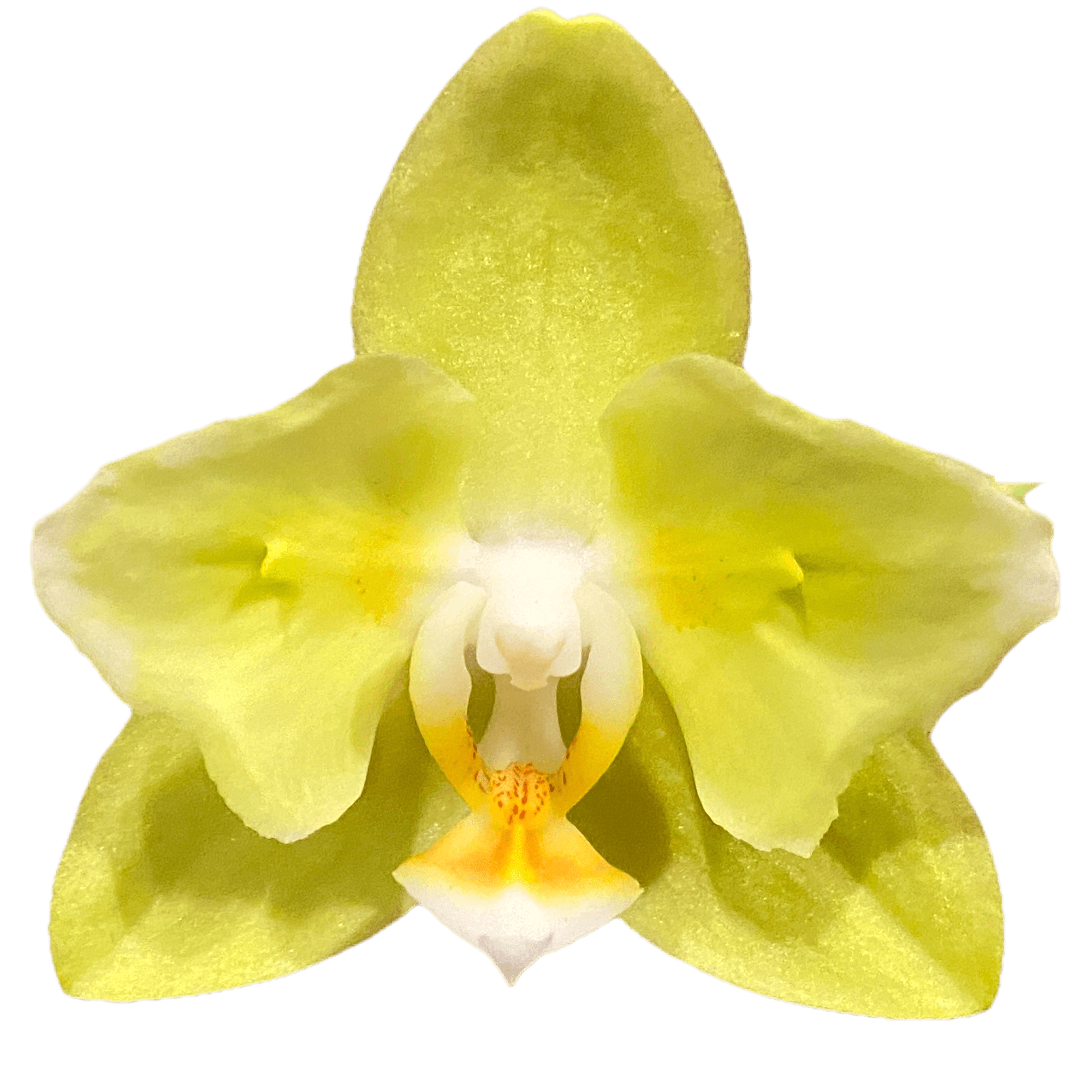 Phalaenopsis Sogo Meili (peloric - butterfly)