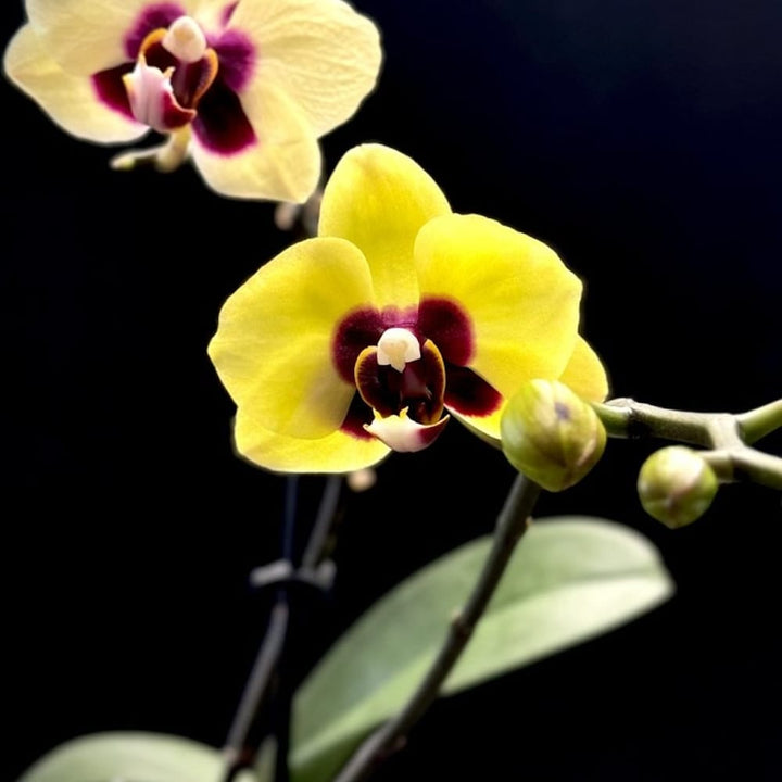 Phalaenopsis Surprising Peacock