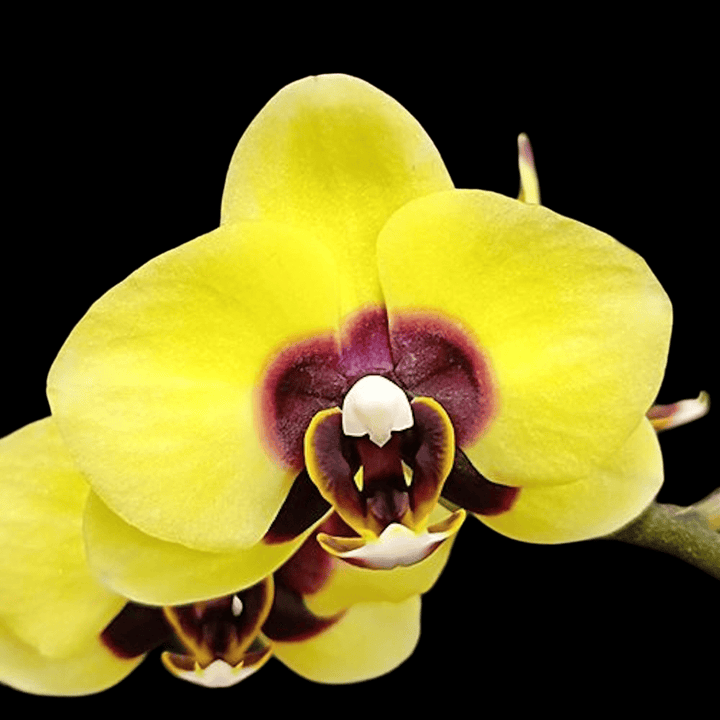 Phalaenopsis Surprising Peacock