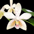 Phalaenopsis Tetra Star '3283'