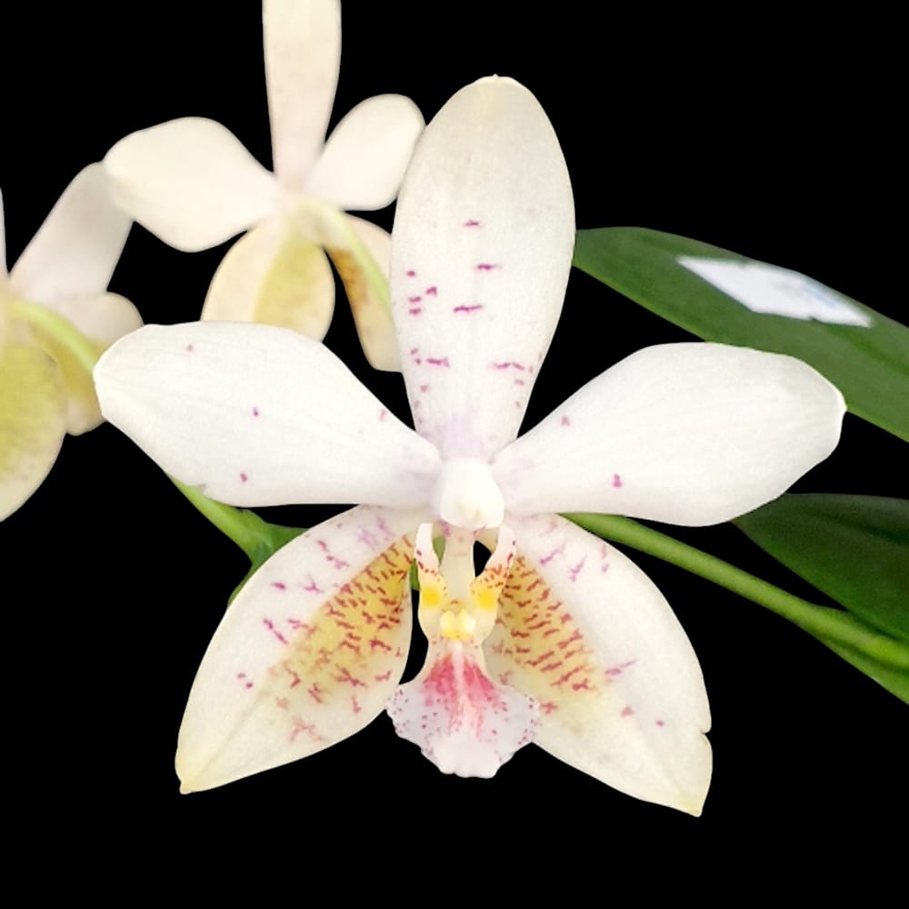Phalaenopsis Tetra Star '3283'