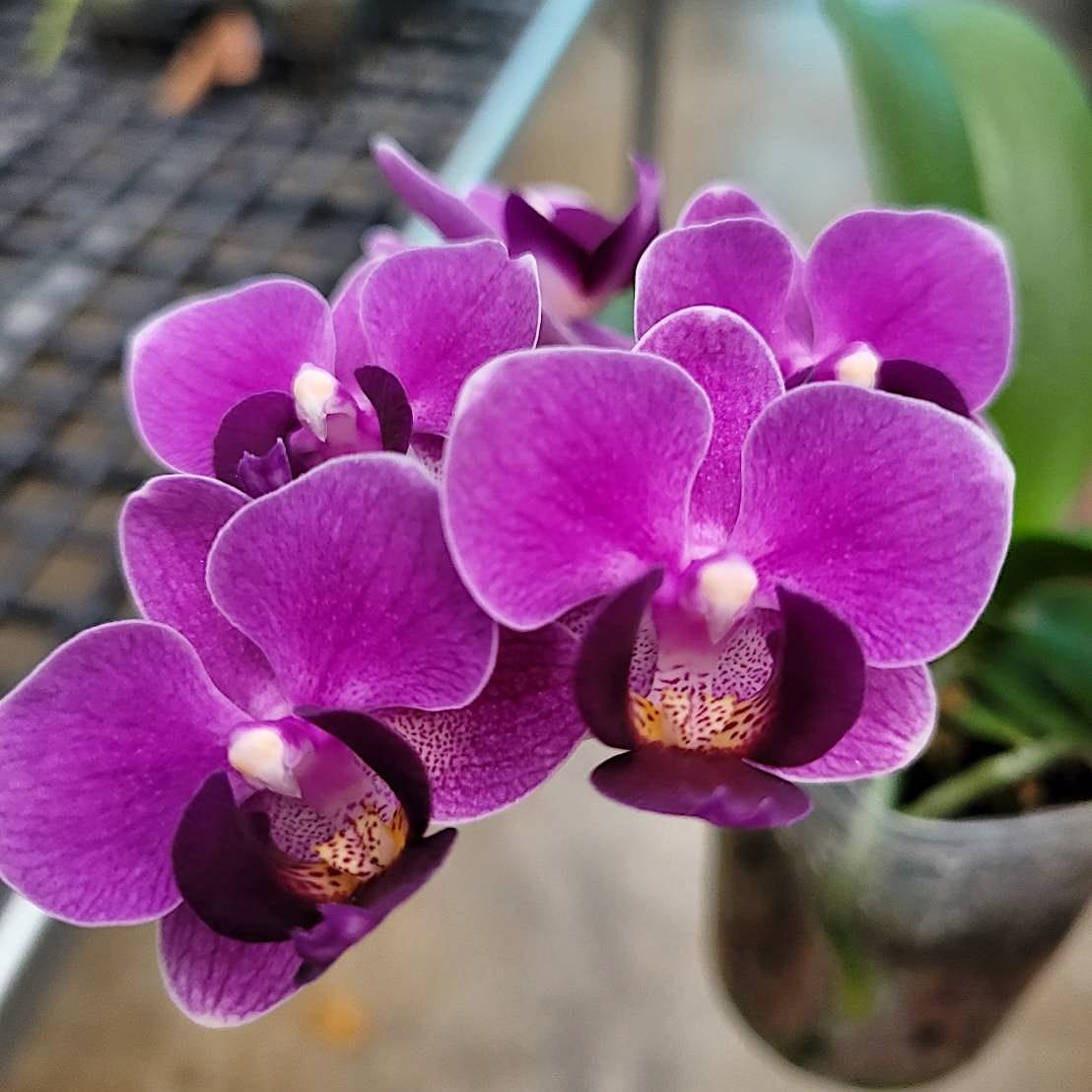 Phalaenopsis Violet Eye Phalaenopsis violet eye