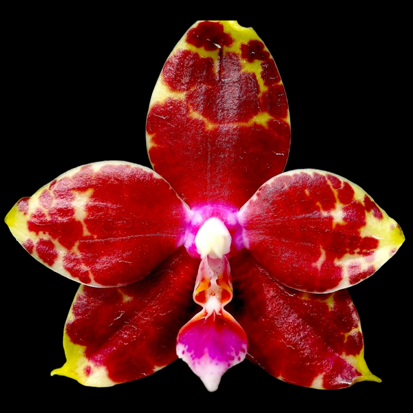 Phalaenopsis YangYang Prince