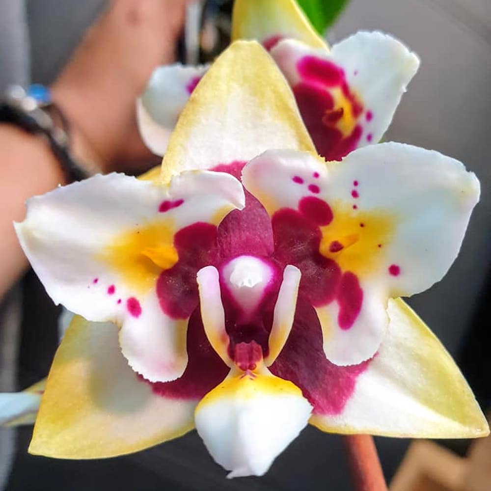 Phalaenopsis Yaphon Star Diamond 'AN6601'