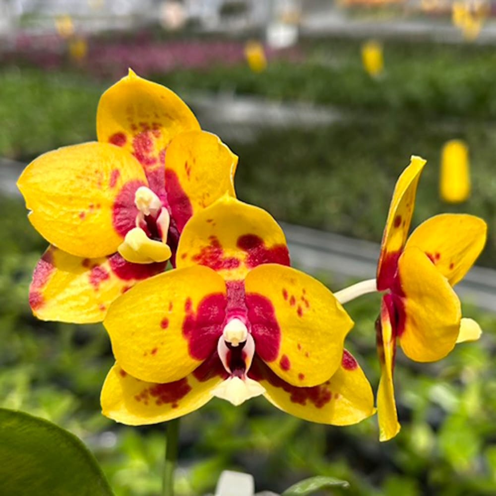 Phalaenopsis Yaphon Black Leopard '1711'