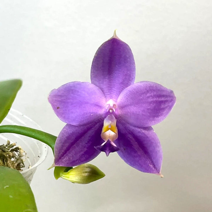 Phalaenopsis Yaphon All Friends '724'