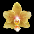 Phalaenopsis Yellow Wave '532' (peloric)