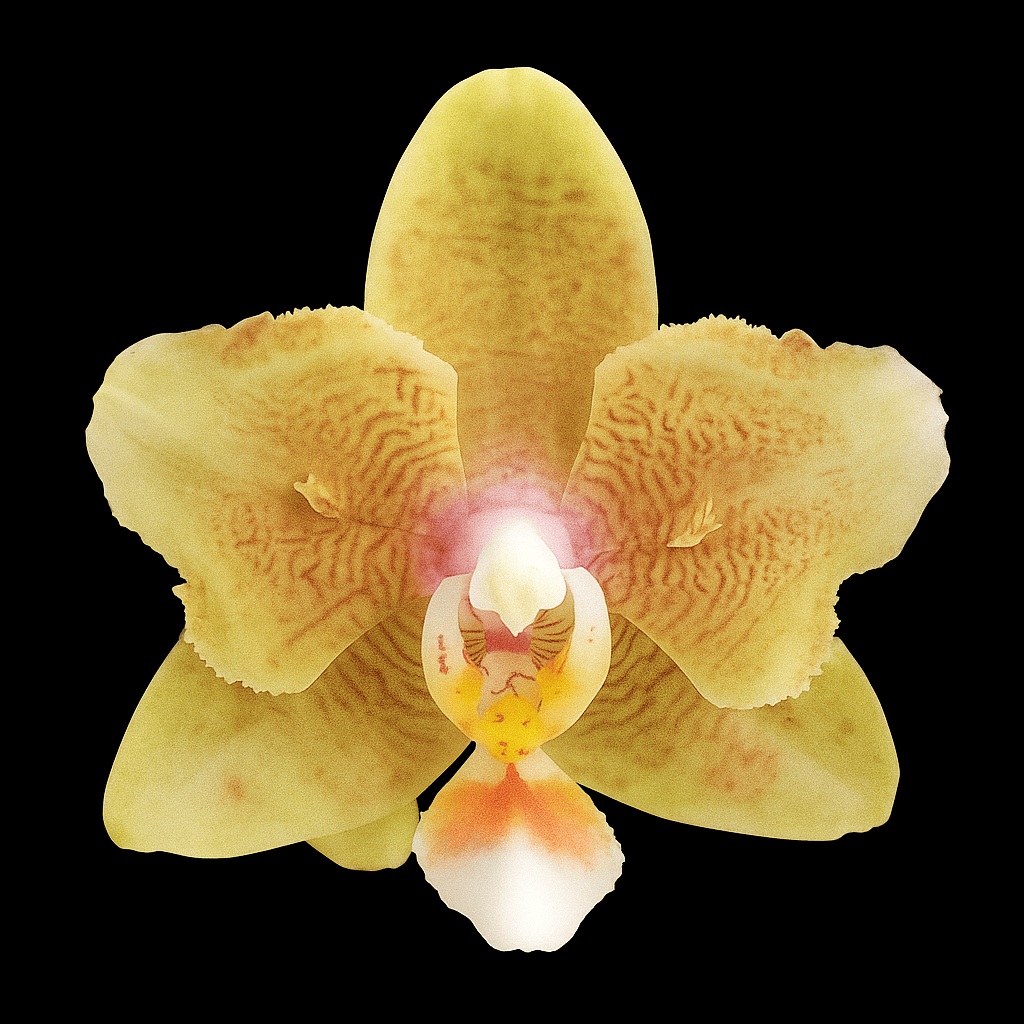 Phalaenopsis Yellow Wave '532' (peloric)