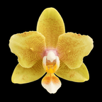 Phalaenopsis Yellow Wave '532' (peloric)