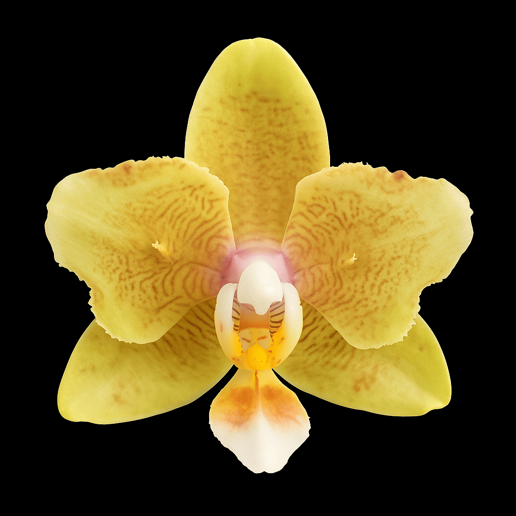 Phalaenopsis Yellow Wave '532' (peloric)