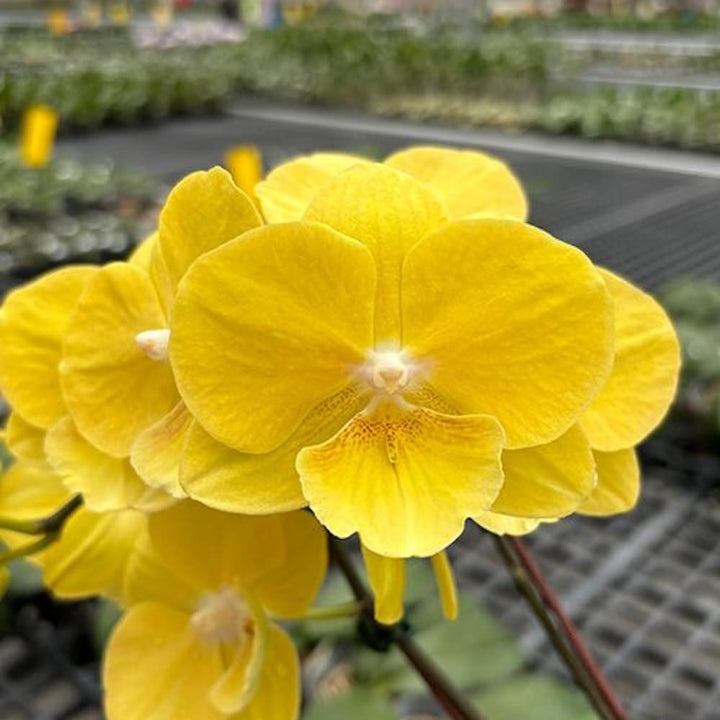 Phalaenopsis Younghome Lemon Yellow - big lip