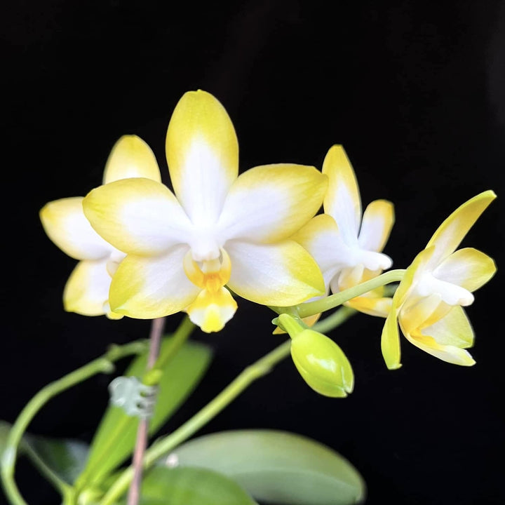 Phalaenopsis Yuan Shan Sweet Girl