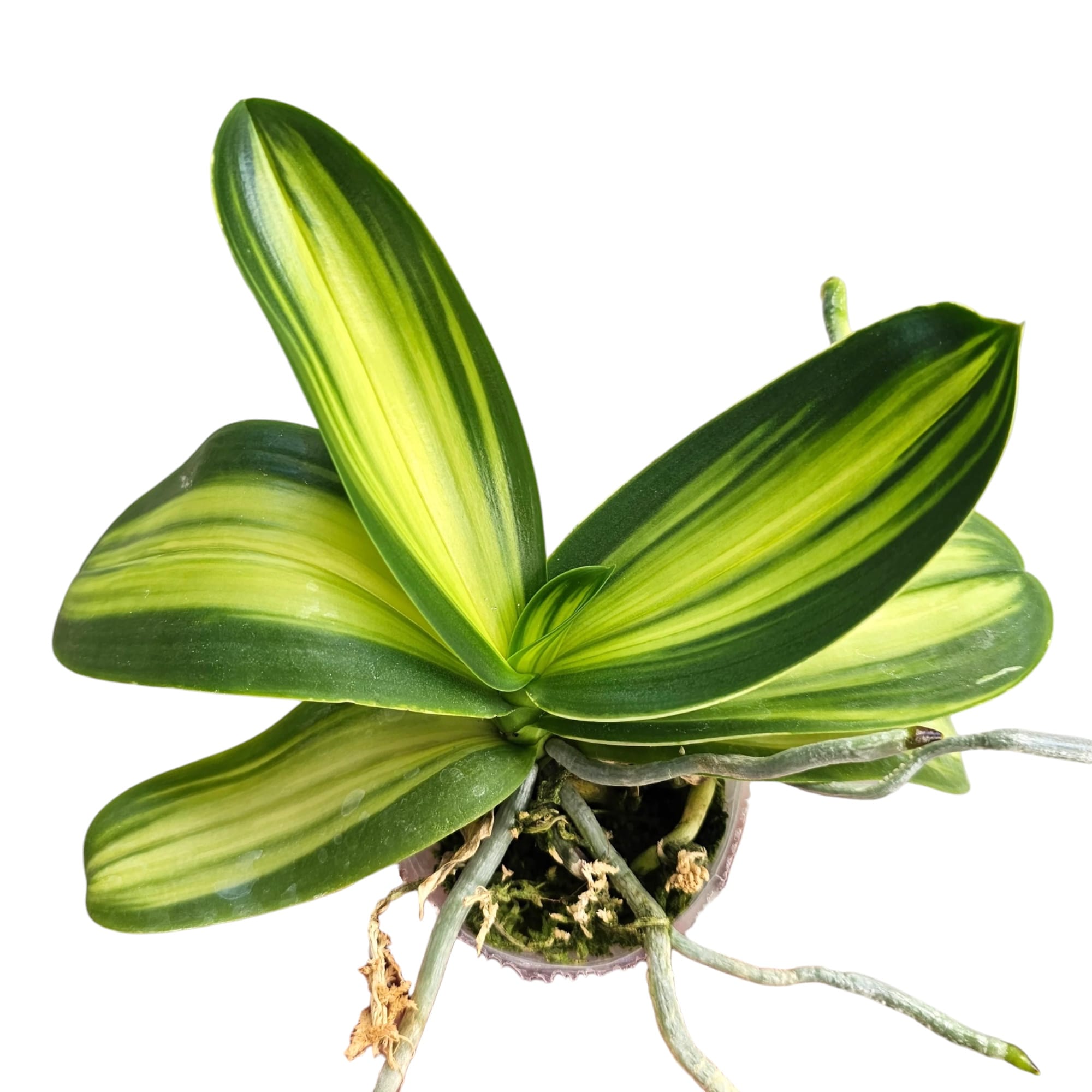 Phalaenopsis amabilis 'Variegata' (inner variegation)