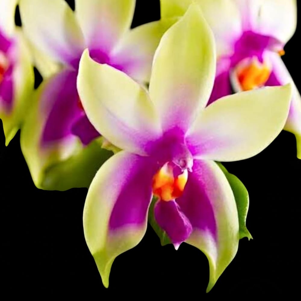 Phalaenopsis bellina 'Fire' - flori parfumate