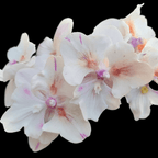 Phal. [Tying Shin Swallow × (Yaphon Big Mouse × Fusheng's Bridal Dress)] '1214'