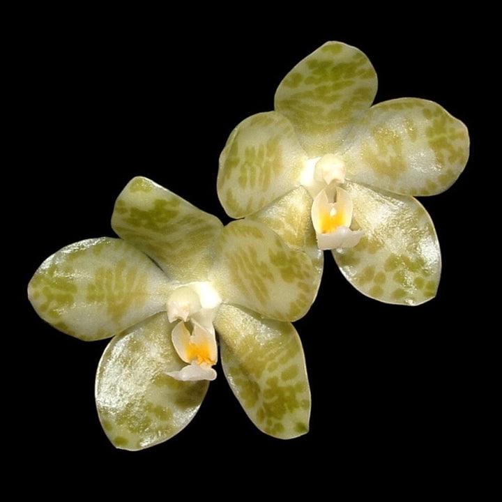 Phalaenopsis gigantea var. alba