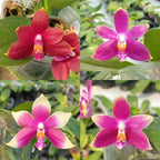 Phal. Princess Kaiulani × Germaine Vincent var. blue