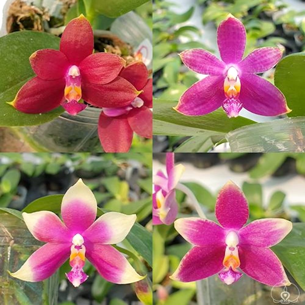 Phal. Princess Kaiulani × Germaine Vincent var. blue