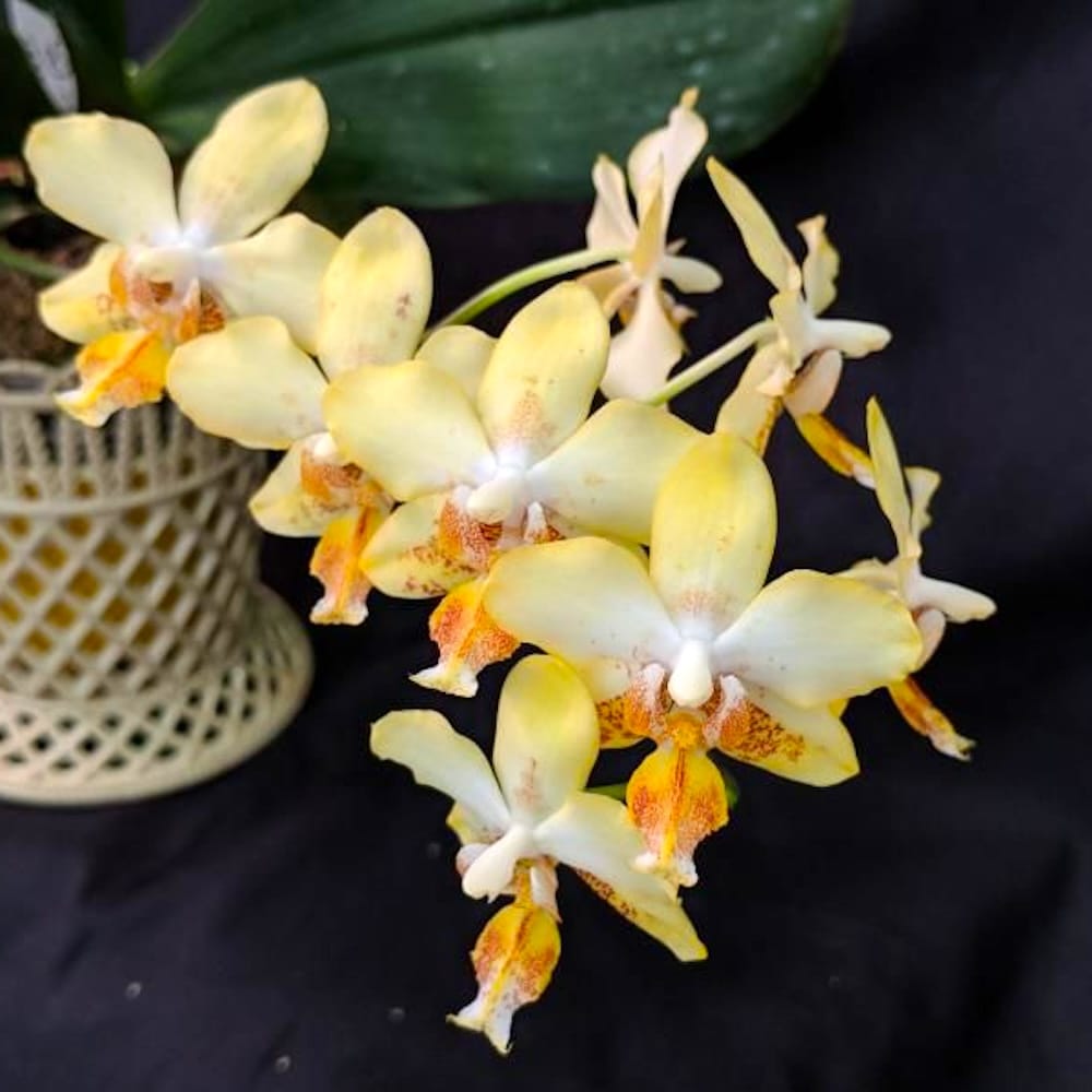 Phalaenopsis I-Hsin Samuel