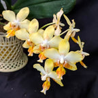 Phalaenopsis I-Hsin Samuel