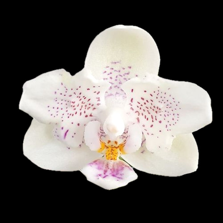 Phalaenopsis Younghome Lucky Star '0020' (peloric)