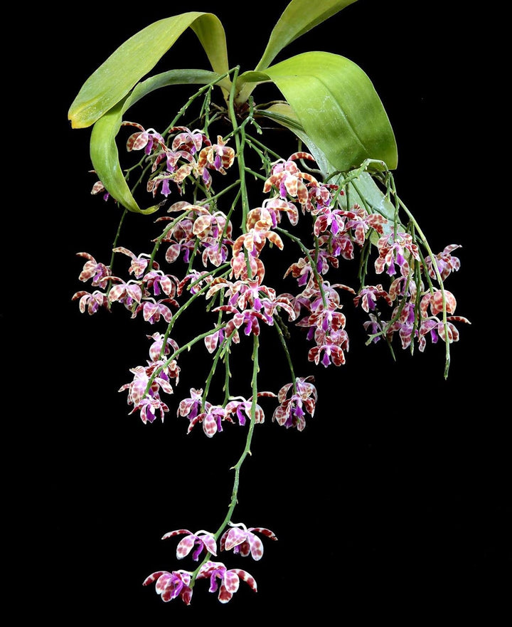 Phalaenopsis mariae