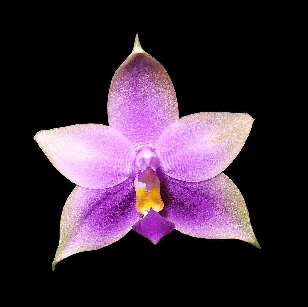 Phalaenopsis Samera var. blue (bellina × violacea)