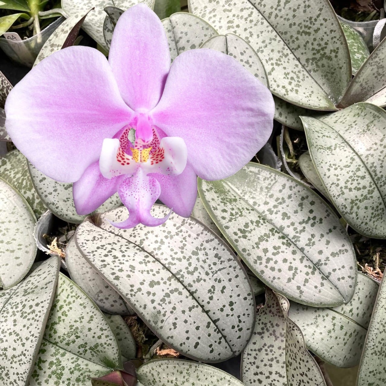 Phalaenopsis schilleriana (silver leaves)