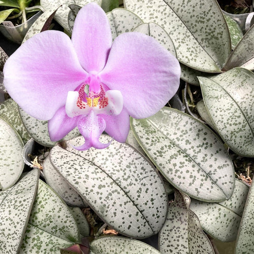 Phalaenopsis schilleriana (silver leaves)