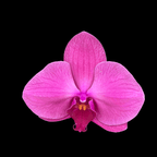 Phalaenopsis Singolo Strong Pink