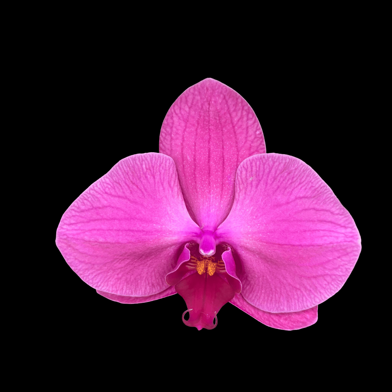 Phalaenopsis Singolo Strong Pink