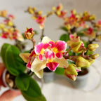 Phalaenopsis Sogo Gotris (peloryczna)