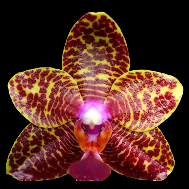 Phalaenopsis Sogo Pony