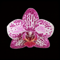 Phalaenopsis SOGO Xena