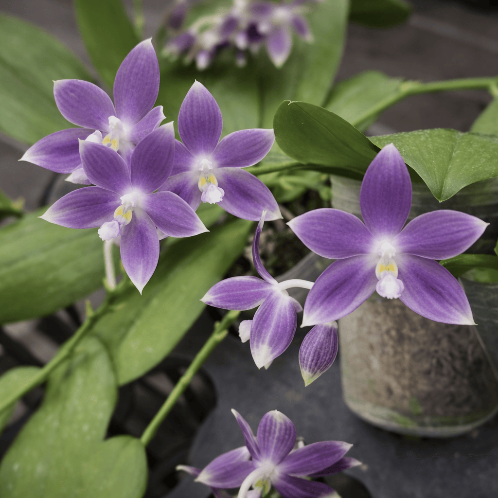 Phalaenopsis speciosa 'Purple Dream'