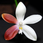 Phalaenopsis tetraspis 'C2'