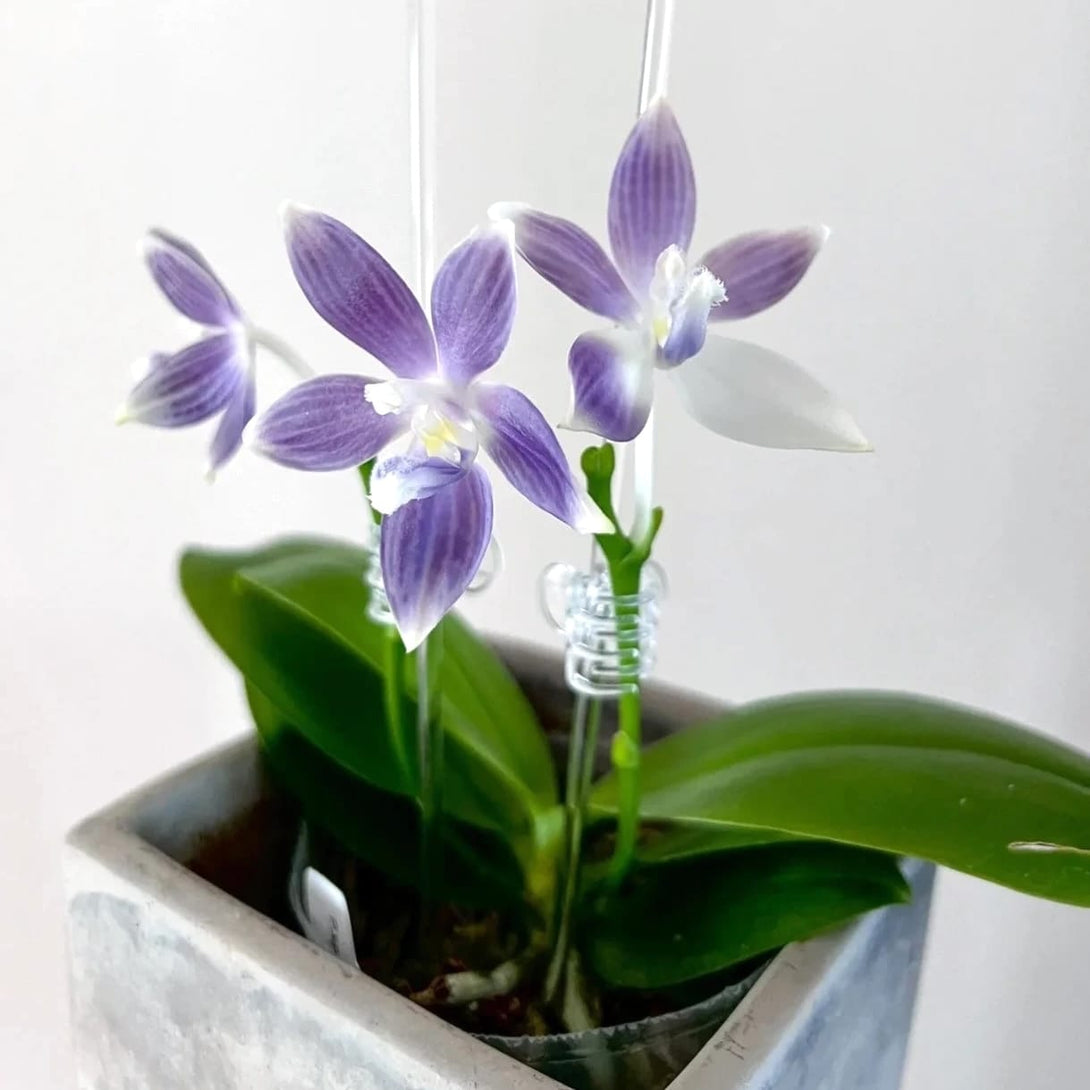 Phalaenopsis tetraspis 'Blue'