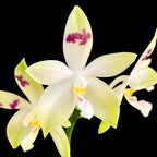 Phalaenopsis tetraspis 'Doodle'