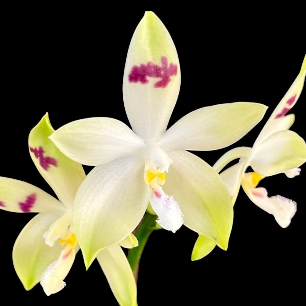 Phalaenopsis tetraspis 'Doodle'