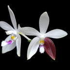 Phalaenopsis tetraspis 'C2'